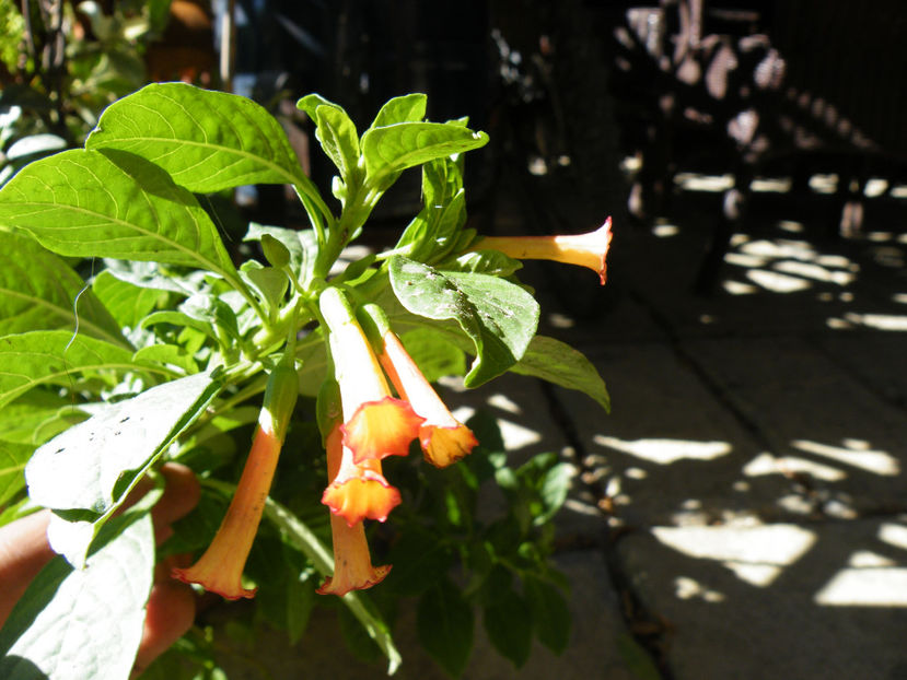 iochroma fucsioides - 2017 in gradina mea