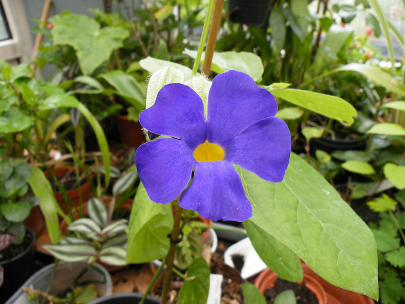 thunbergia batiscombei - 2017 in gradina mea