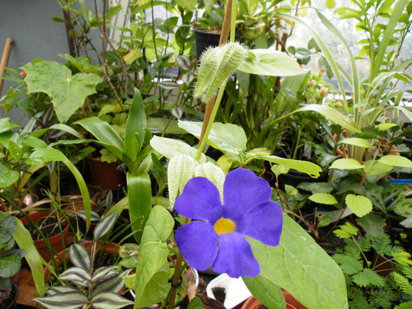  - 2017 in gradina mea