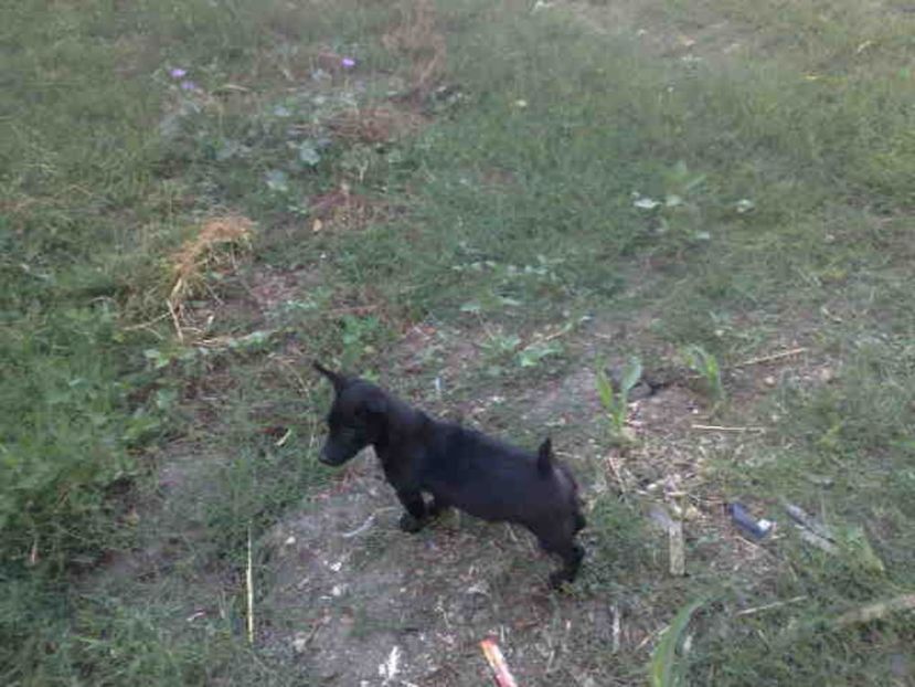  - Caini de sobolani-dihori-paza