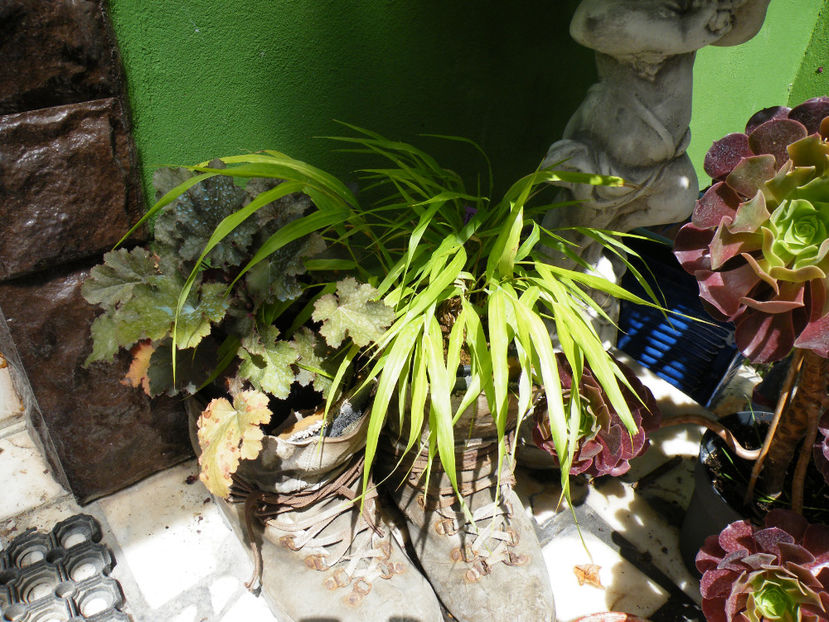  - 2017 in gradina mea