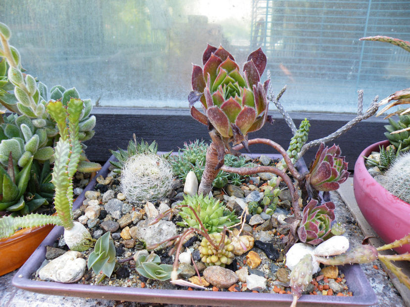  - 2017 in gradina mea