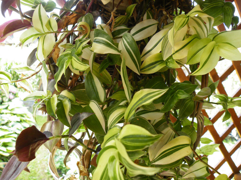  - 2017 in gradina mea