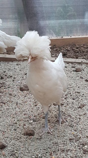 20517583_1918507285054579_1729641559_o - GAINI