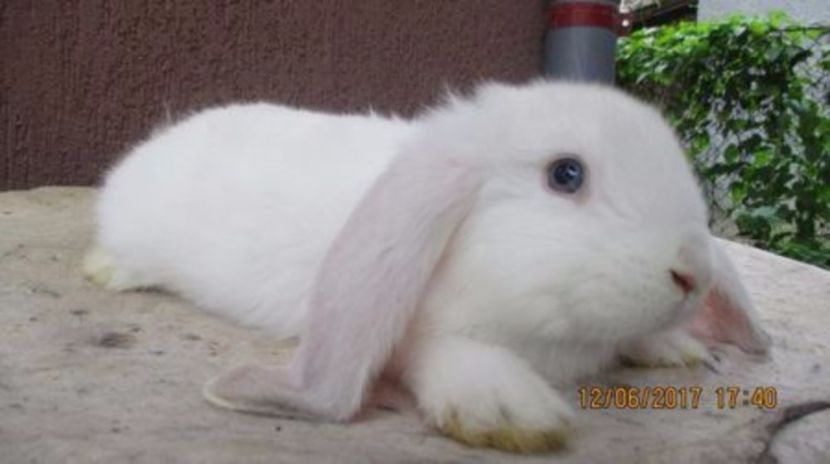 Masc. B.G. Frosty !!! prod. proprie ! - X ARHIVA IEPURI CE AM AVUT