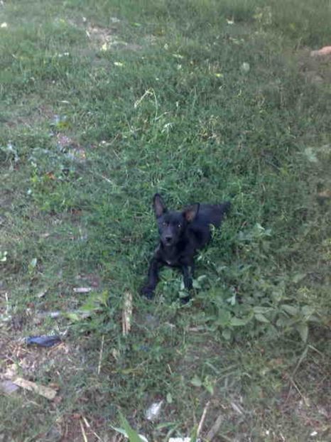  - Caini de sobolani-dihori-paza