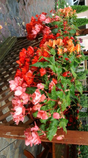 IMG-20170727-WA0009 - Begonii 2017