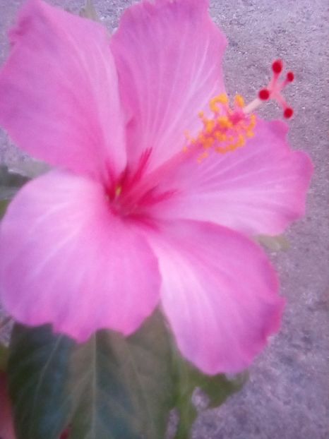 Blue wings - Hibiscus 2017