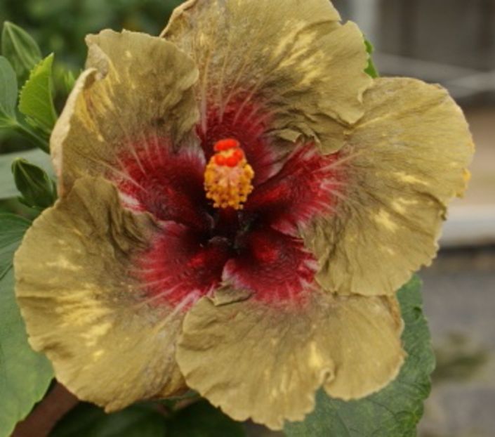 Dark_Continent - Hibiscus 2017