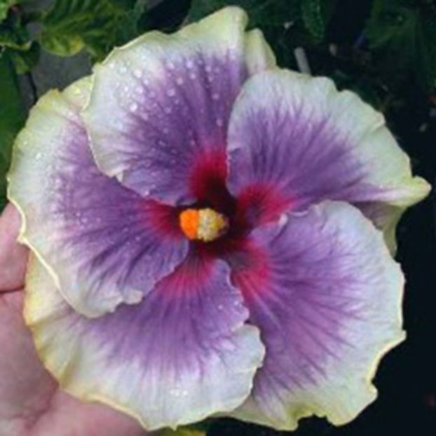 tahitiantaui - Hibiscus 2017