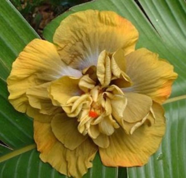 Time for magic - Hibiscus 2017