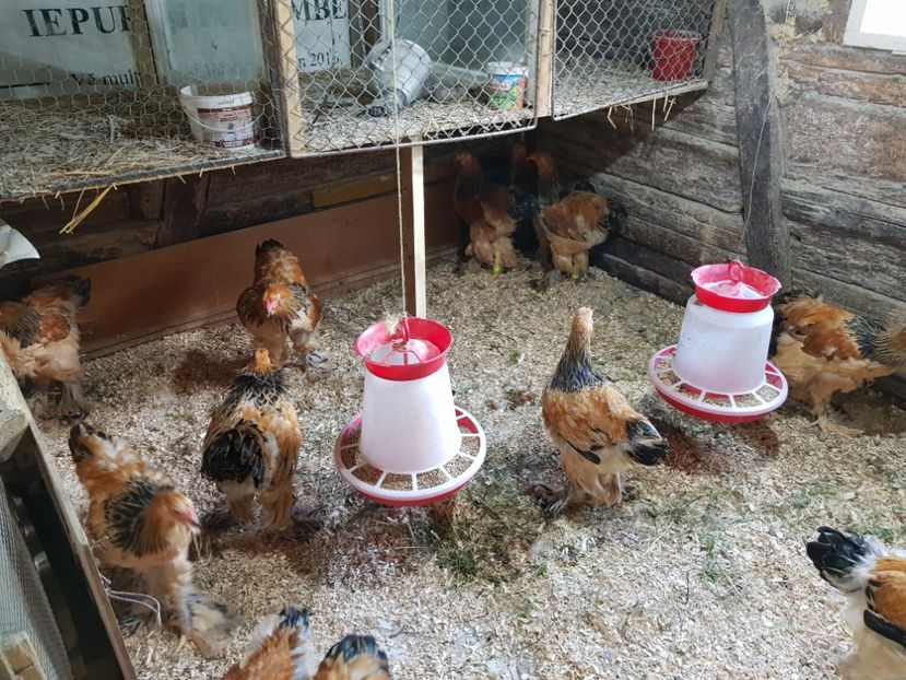 Cocosei - Brahma Columbia Galben-negru 2017