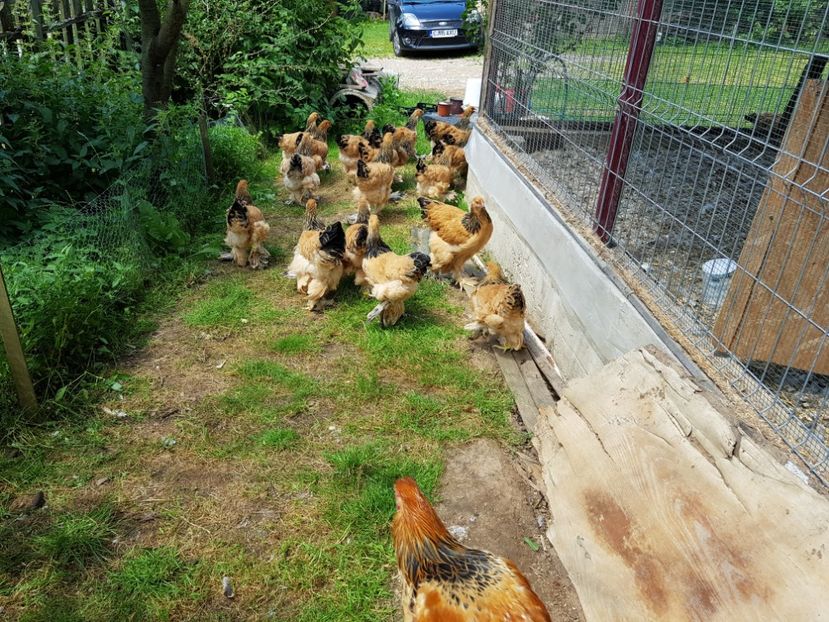  - Brahma Columbia Galben-negru 2017