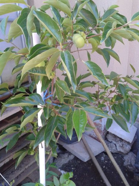 Fotografie0584 - 0 Arbusi fructiferi exotici 2017-2018