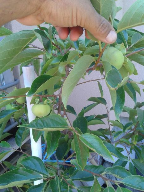 kaki - 0 Arbusi fructiferi exotici 2017-2018