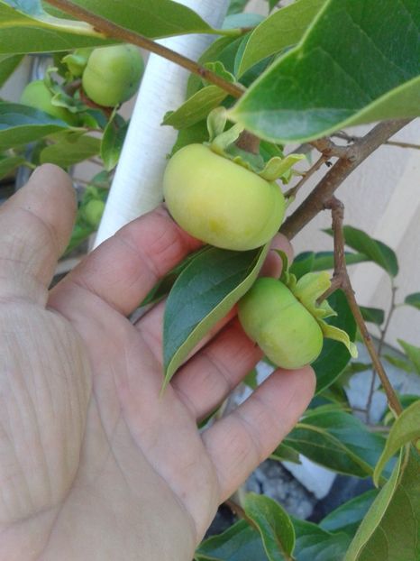 Fotografie0586 - 0 Arbusi fructiferi exotici 2017-2018