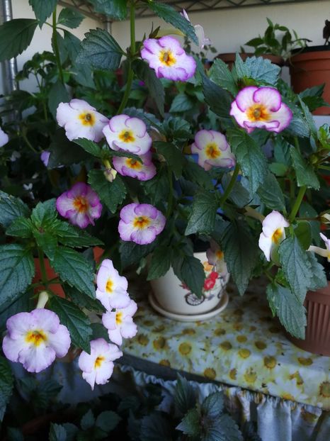  - Achimenes 2017
