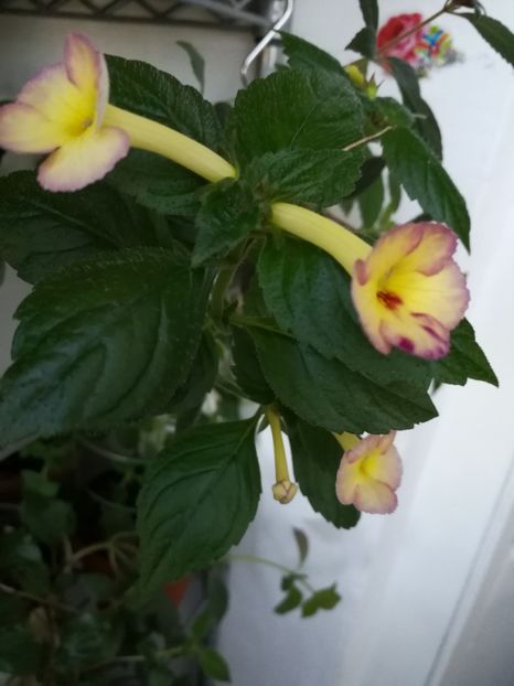  - Achimenes 2017