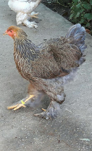  - a__Pui si tineret brahma 2017