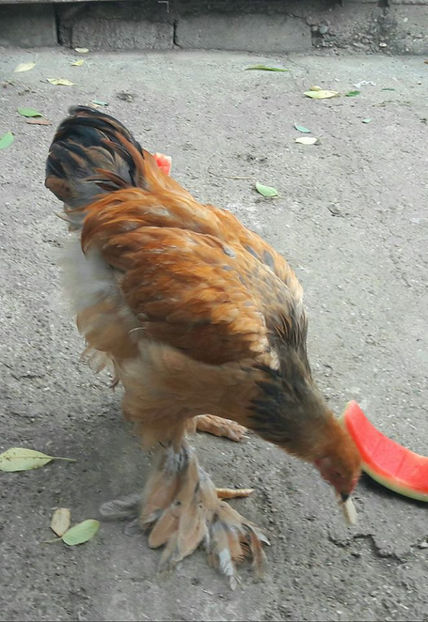  - a__Pui si tineret brahma 2017