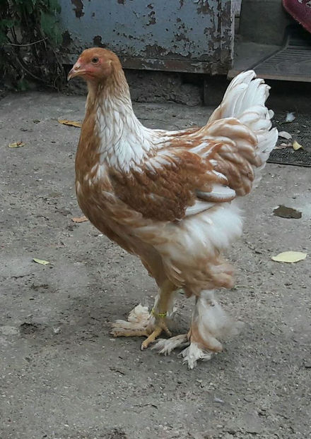  - a__Pui si tineret brahma 2017