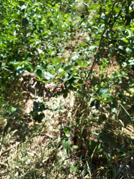 aronia fructe - Aronia