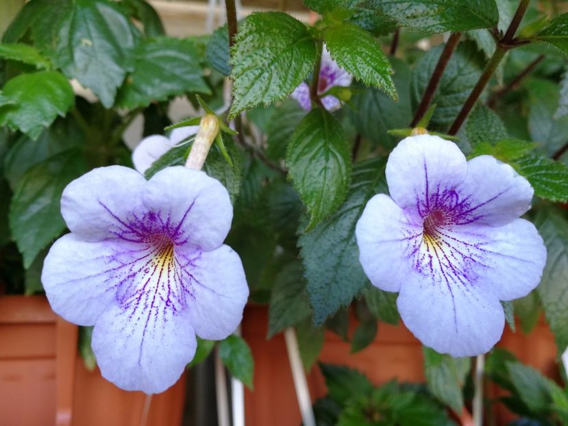  - Achimenes 2017