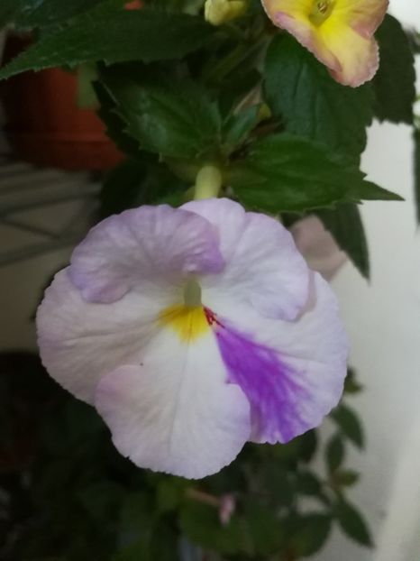  - Achimenes 2017