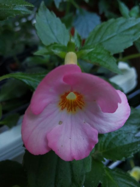 - Achimenes 2017