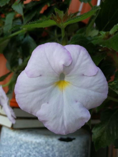  - Achimenes 2017