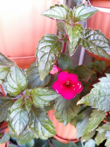  - Achimenes 2017