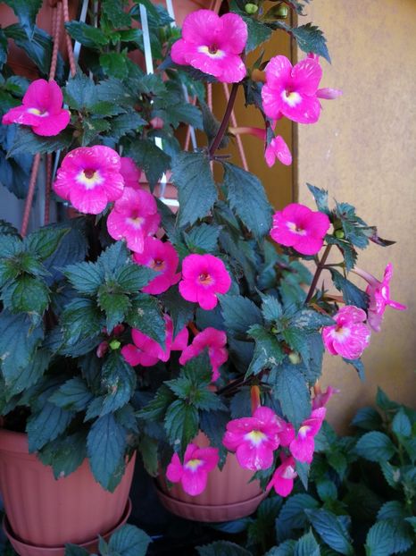  - Achimenes 2017