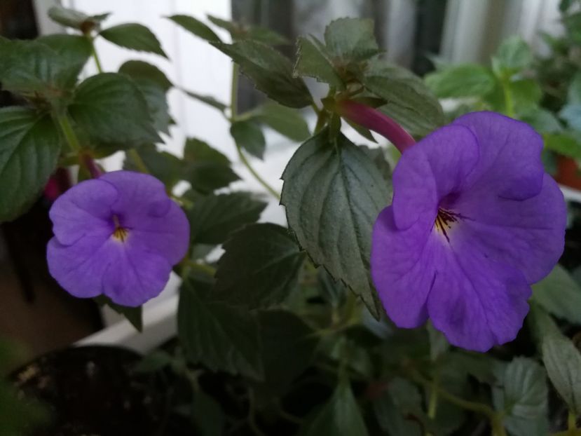  - Achimenes 2017