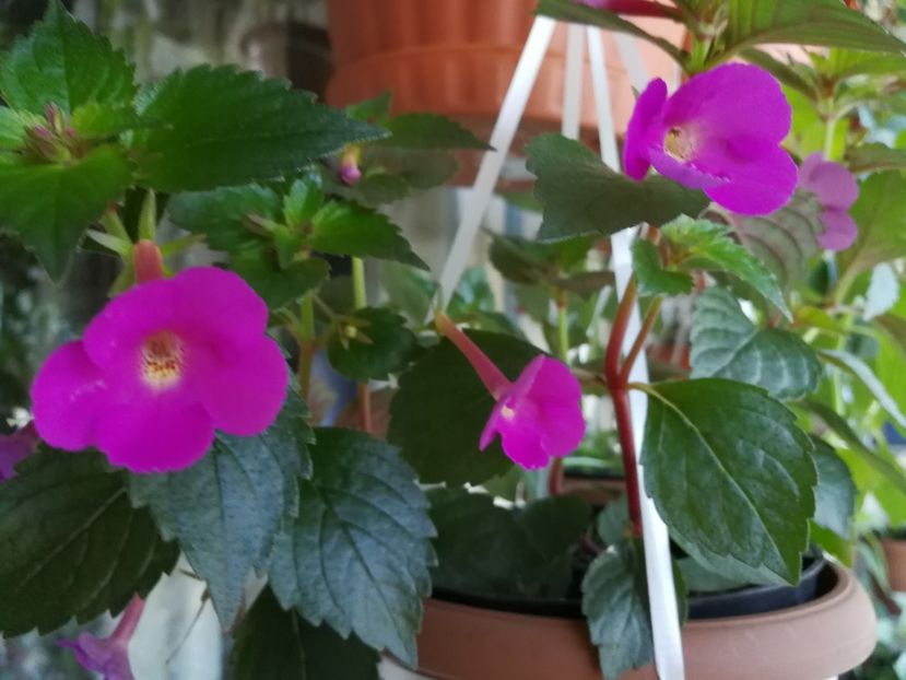  - Achimenes 2017