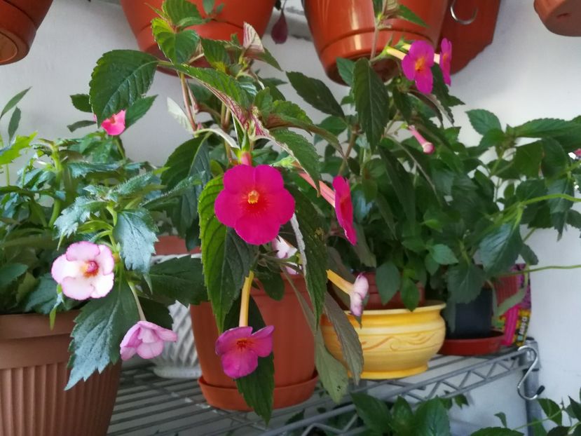  - Achimenes 2017