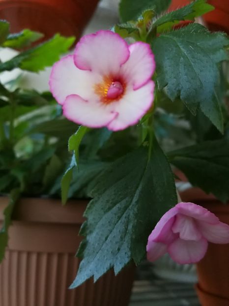  - Achimenes 2017