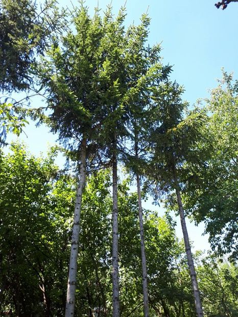 brazi1 - gradina minune