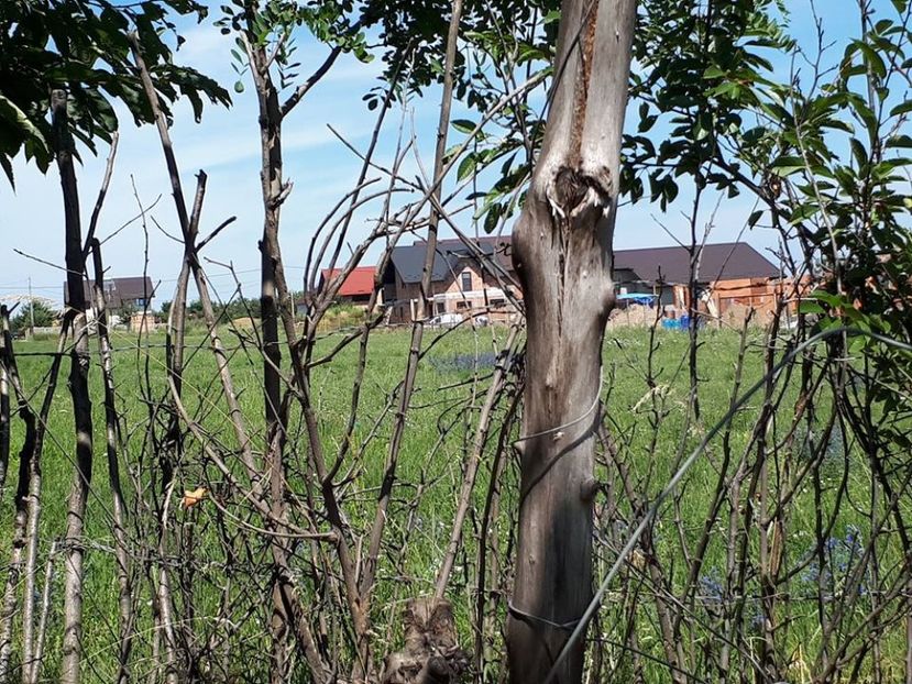 case - gradina minune