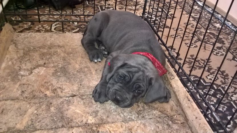 cane corso.f.6 saptamini - achizitii 2016 2024