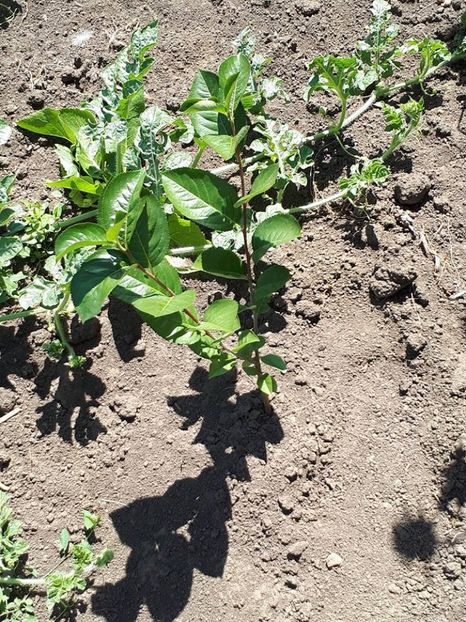 harbuz si aronia - pepeni