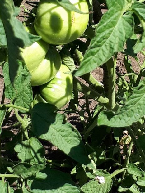 inima de bou1 - Rosii