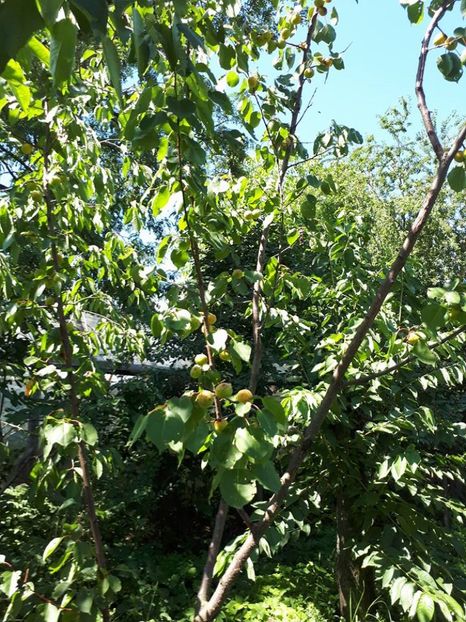 zarzar11 - vita de vie