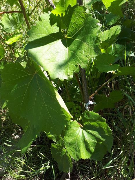 vita vie - vita de vie