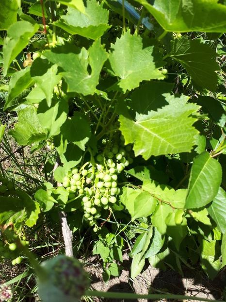 struguri - vita de vie