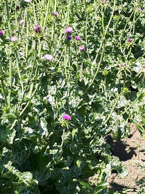 armurariu - Armurariu