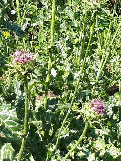 armurariu1 - Armurariu