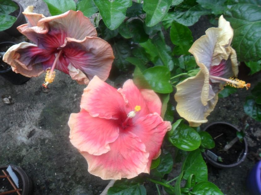  - hibiscusi 2017 5