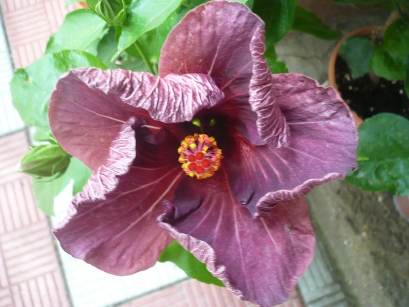 29.07.2017 - HIBISCUSI 2017-2