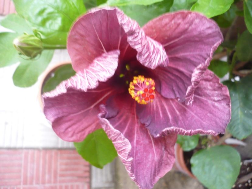 P1330951 - HIBISCUSI 2017-2