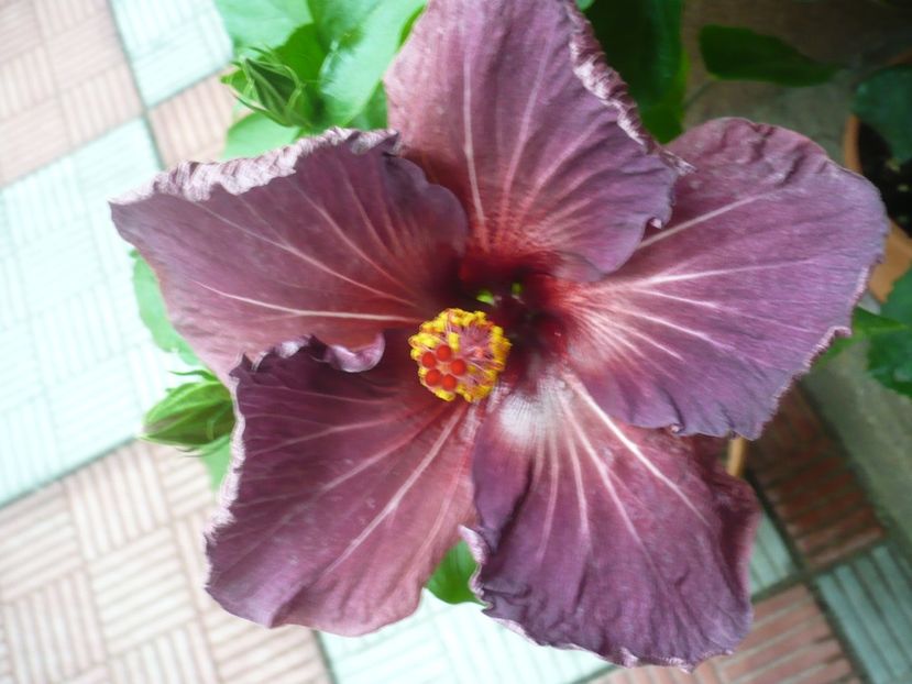 P1330952 - HIBISCUSI 2017-2